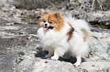 SPITZ ALLEMAND 305